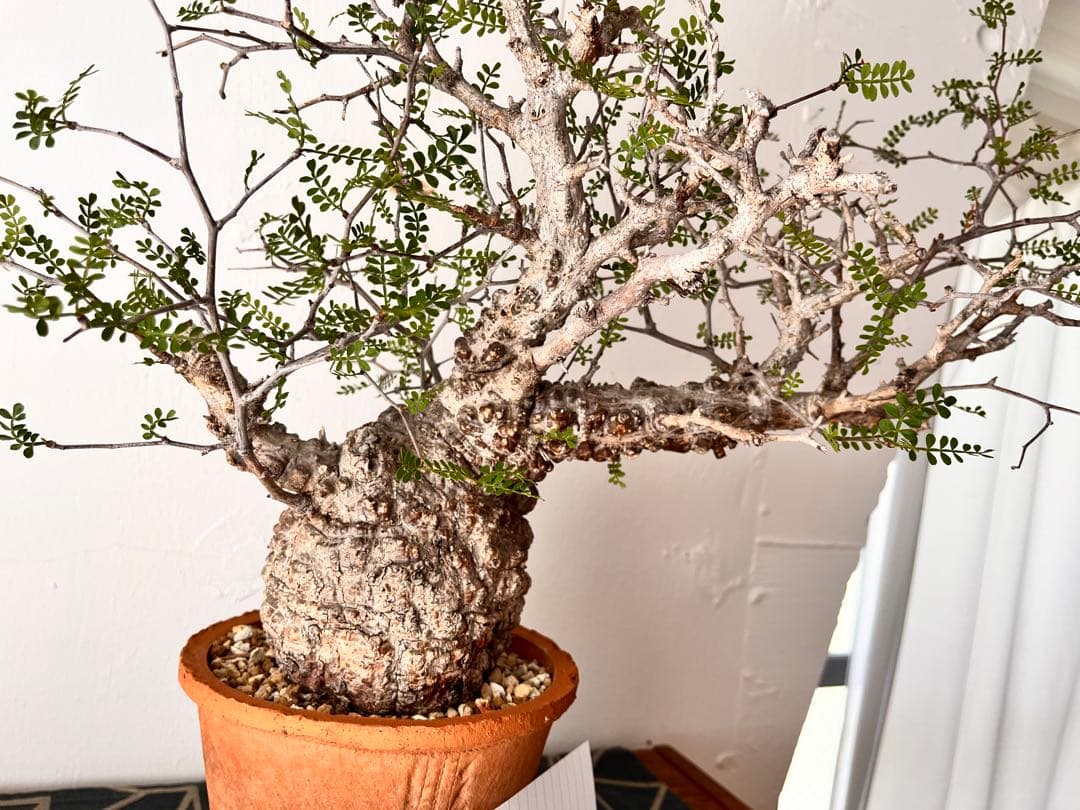 w*e様 【発根済・国内5年管理・幹径10cm超の選抜美株 】オペルクリカリア・