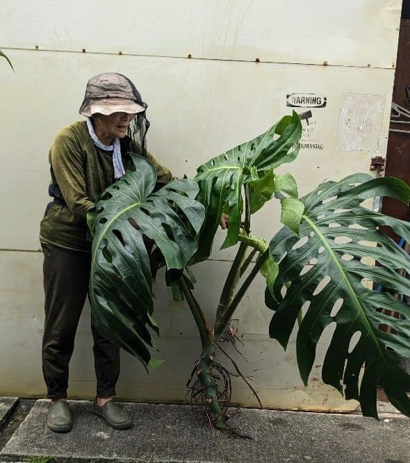 A超巨大 モンステラデリシオーサ - メルカリ