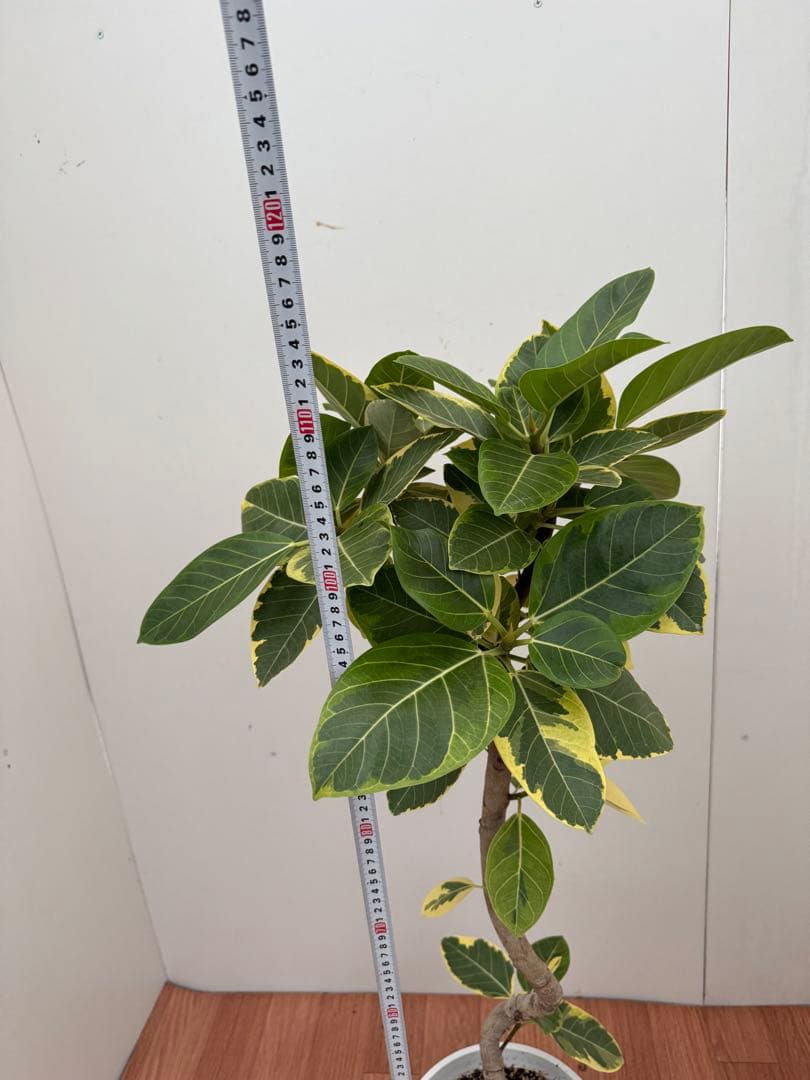 フィカス　アルテシマ　曲がり　2