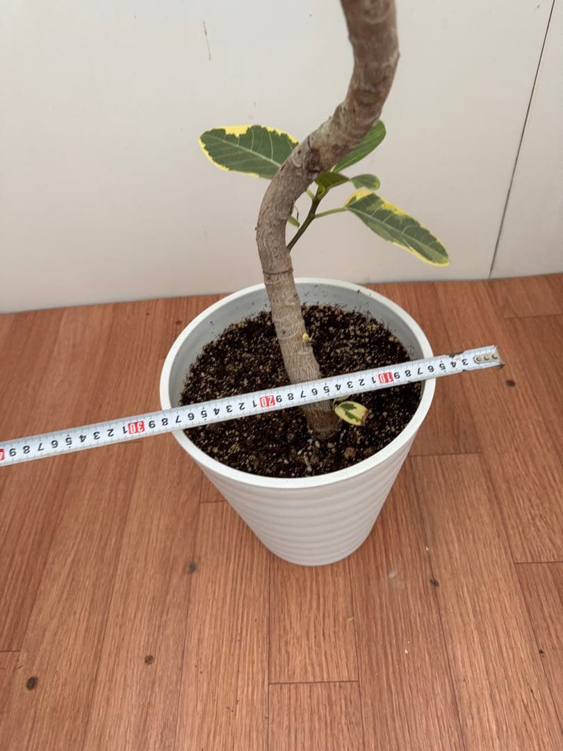 フィカス　アルテシマ　曲がり　2