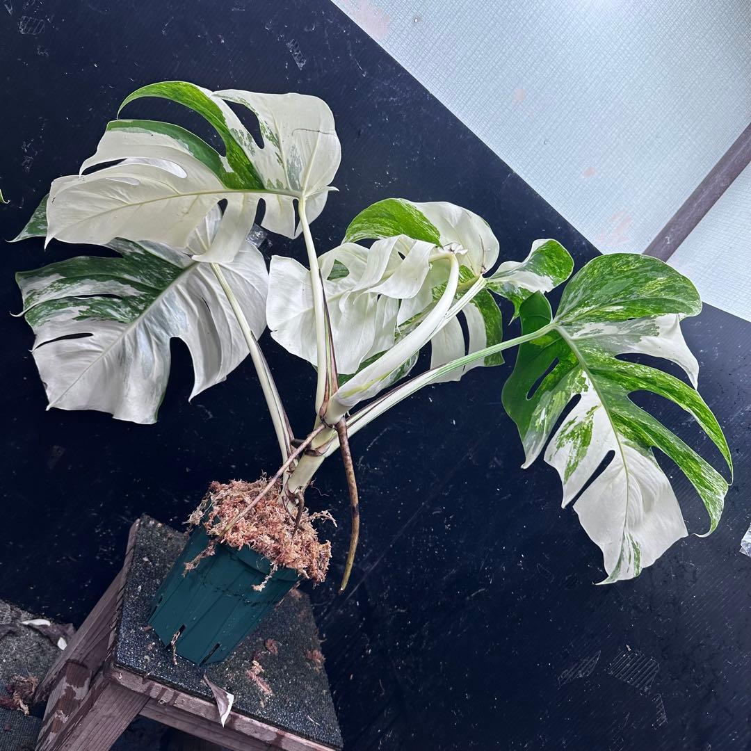 ひ*読様 斑入りモンステラ ホワイトタイガー極美大株cm白斑多