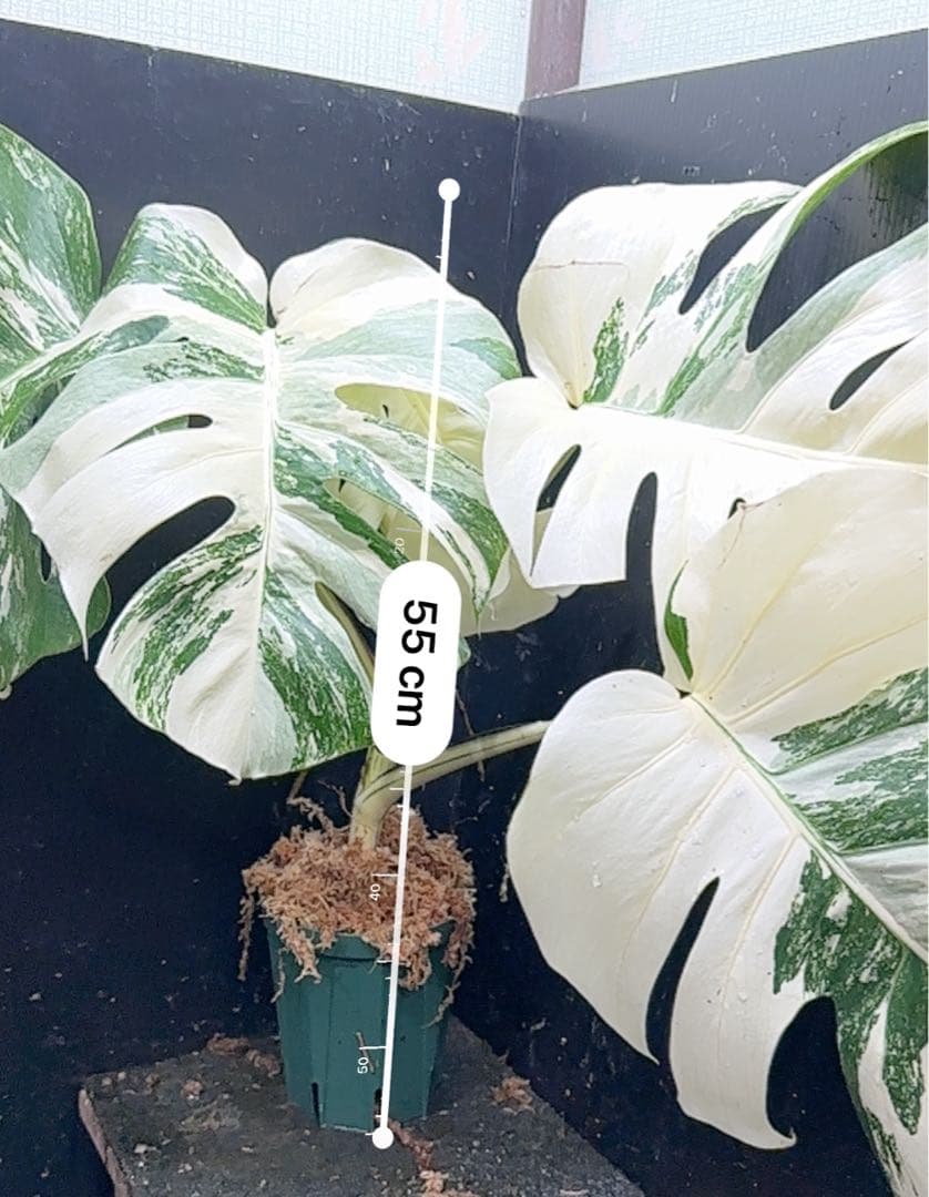 ひ*読様 斑入りモンステラ ホワイトタイガー極美大株cm白斑多