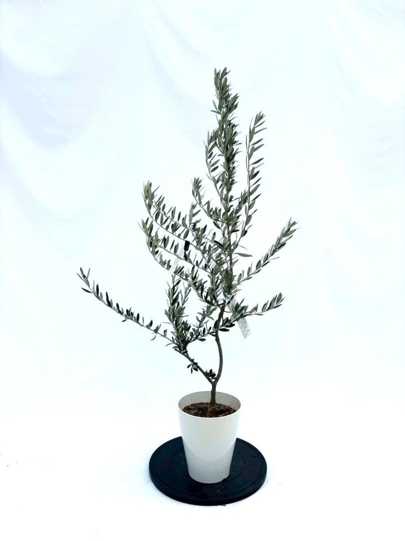 KS専用　オリーブの木　ホワイト2本