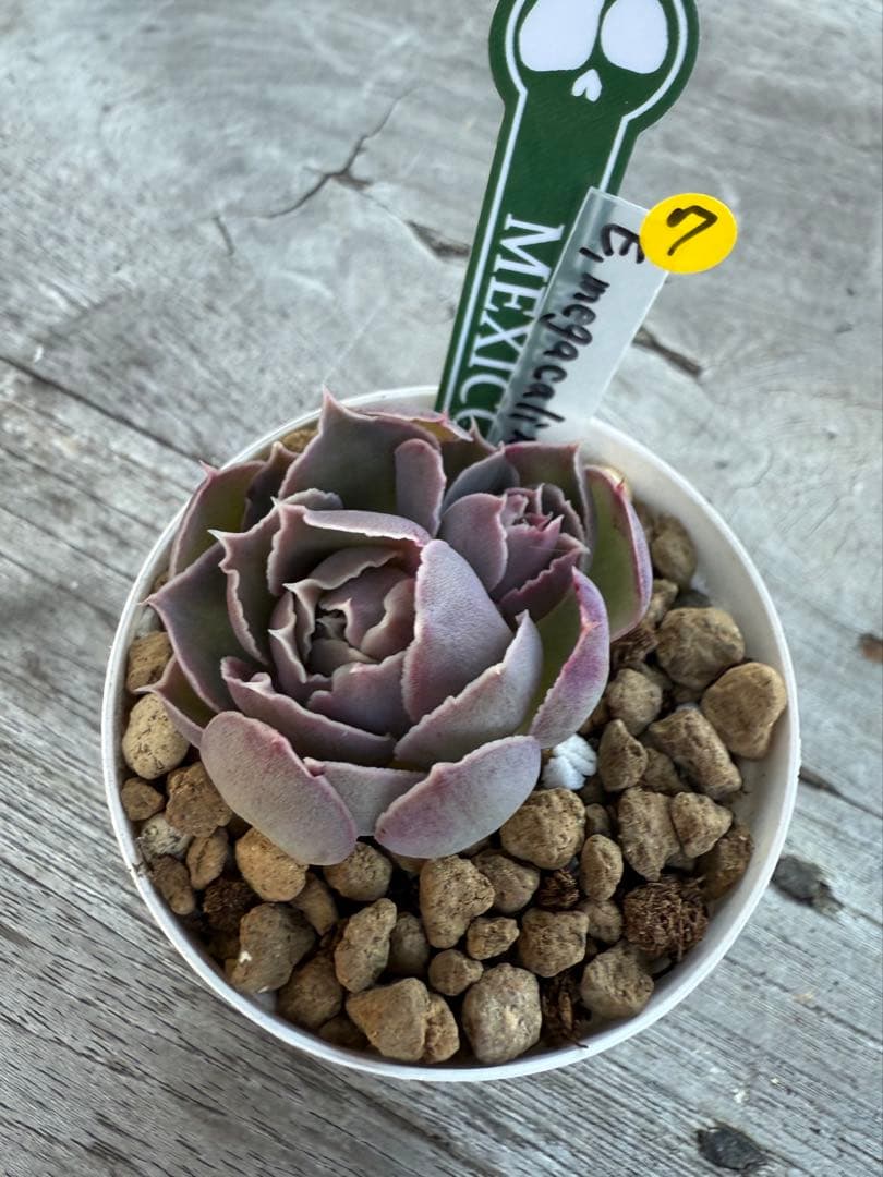 7 希少種　E.megacalix メガカリックス　メキシコ輸入苗
