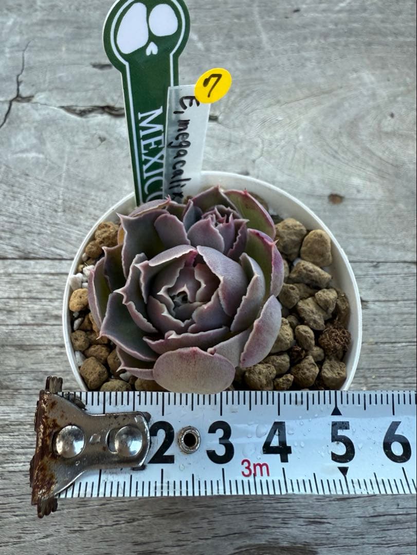 7 希少種　E.megacalix メガカリックス　メキシコ輸入苗