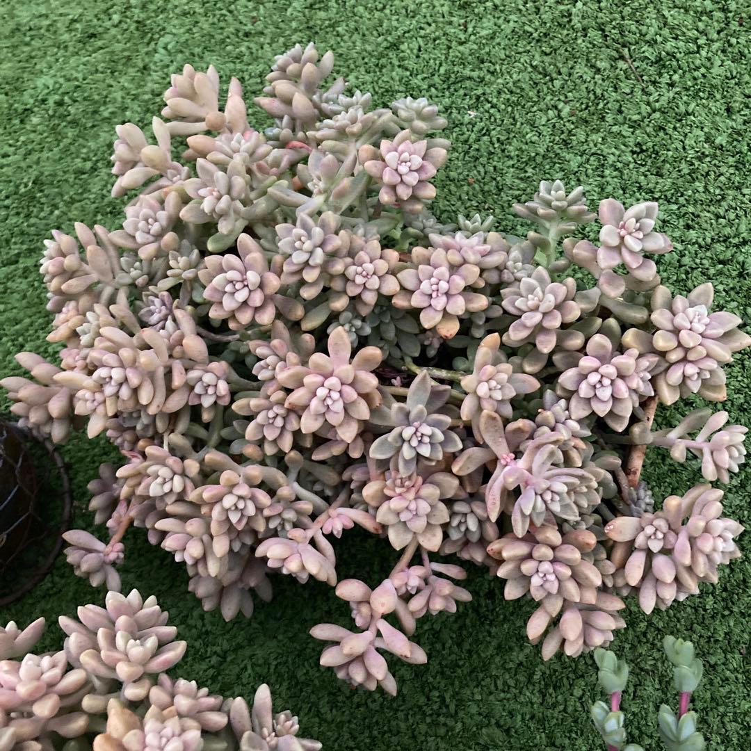 慈雨様 リクエスト 8点 まとめ商品