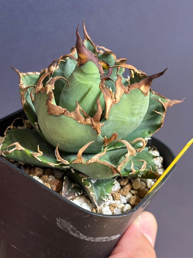 アガベ シーザー（Caesar）良型親株鉢付き