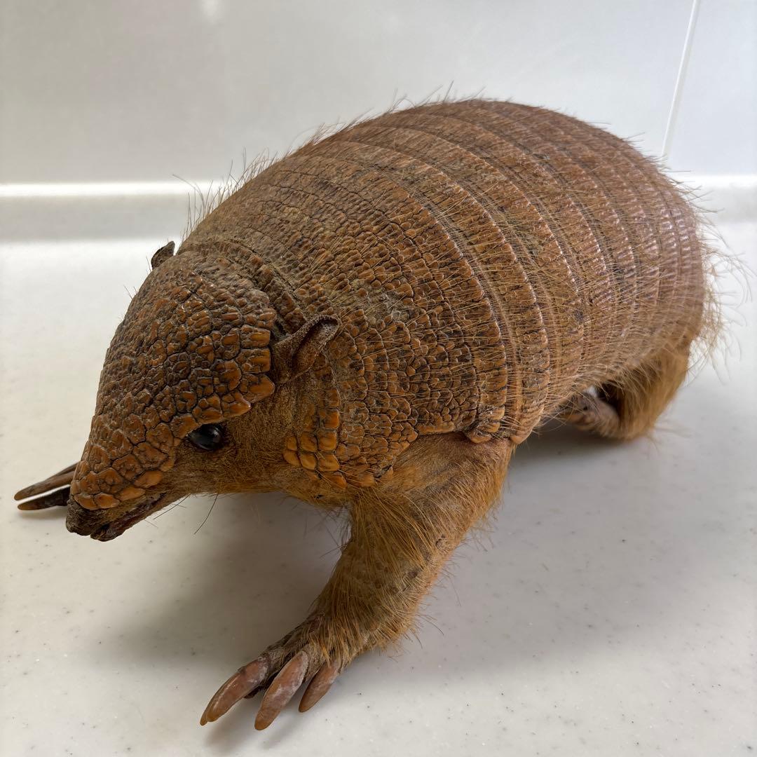 アルマジロ剥製 - メルカリ