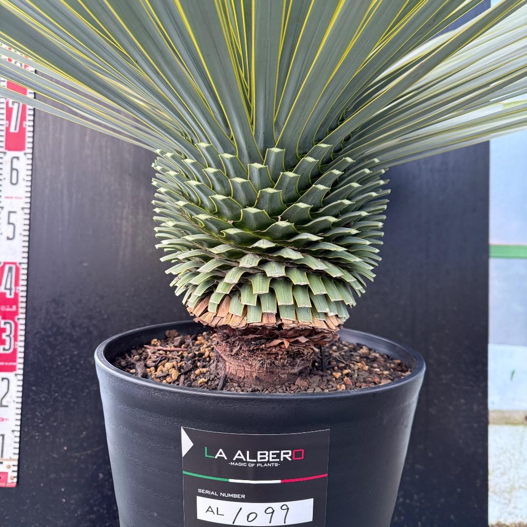 M*n様 【AL1099】ユッカ　ロストラータ　超美形