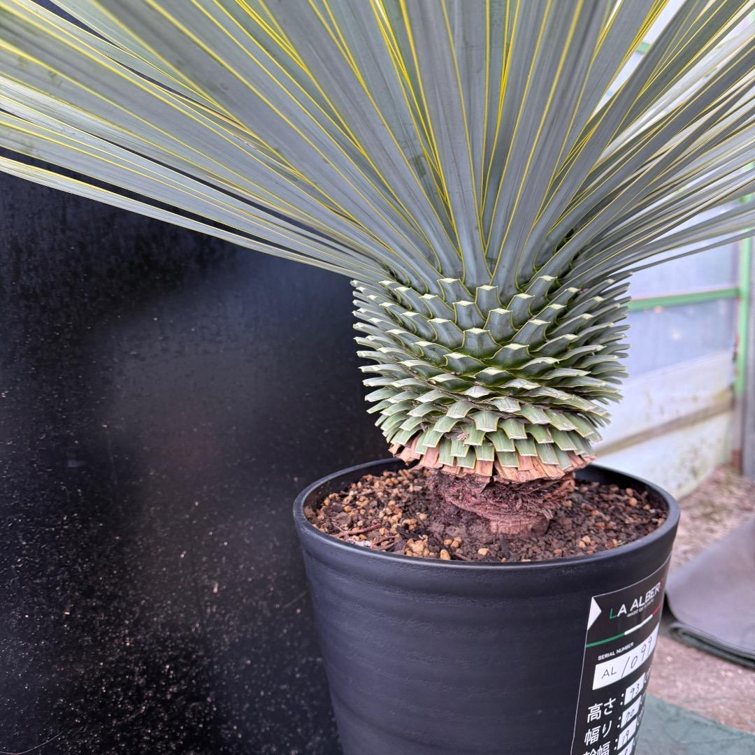 M*n様 【AL1099】ユッカ　ロストラータ　超美形