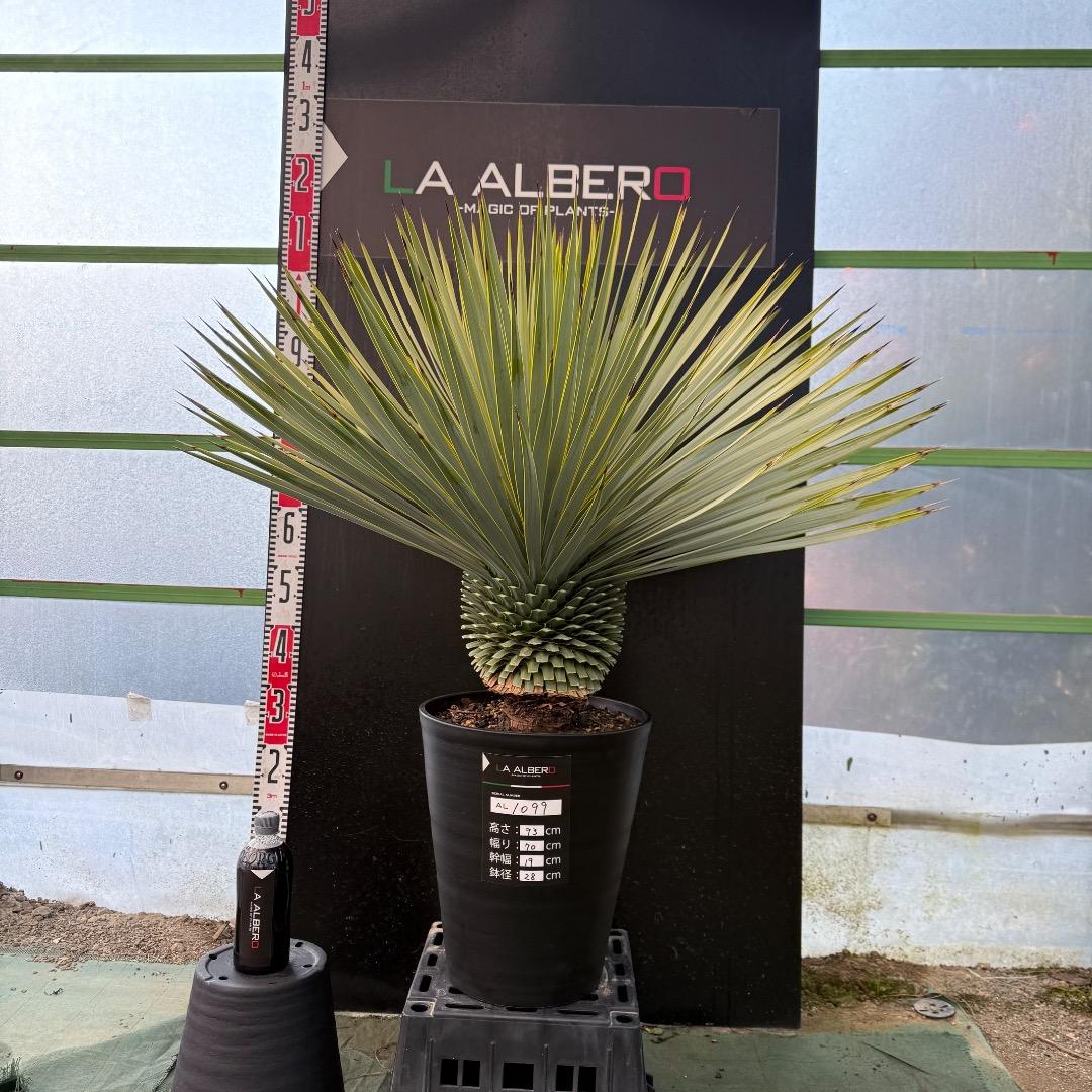 M*n様 【AL1099】ユッカ　ロストラータ　超美形