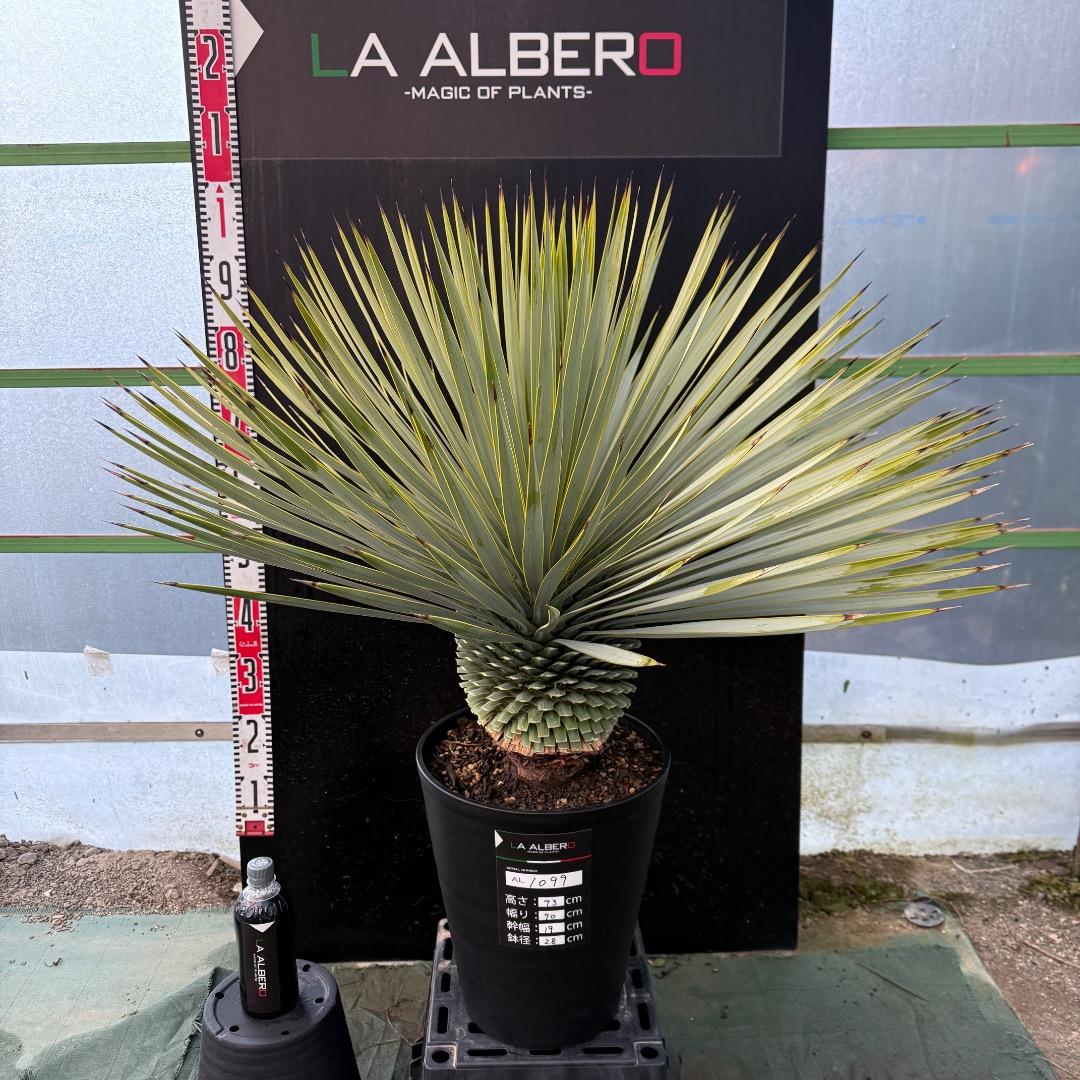 M*n様 【AL1099】ユッカ　ロストラータ　超美形