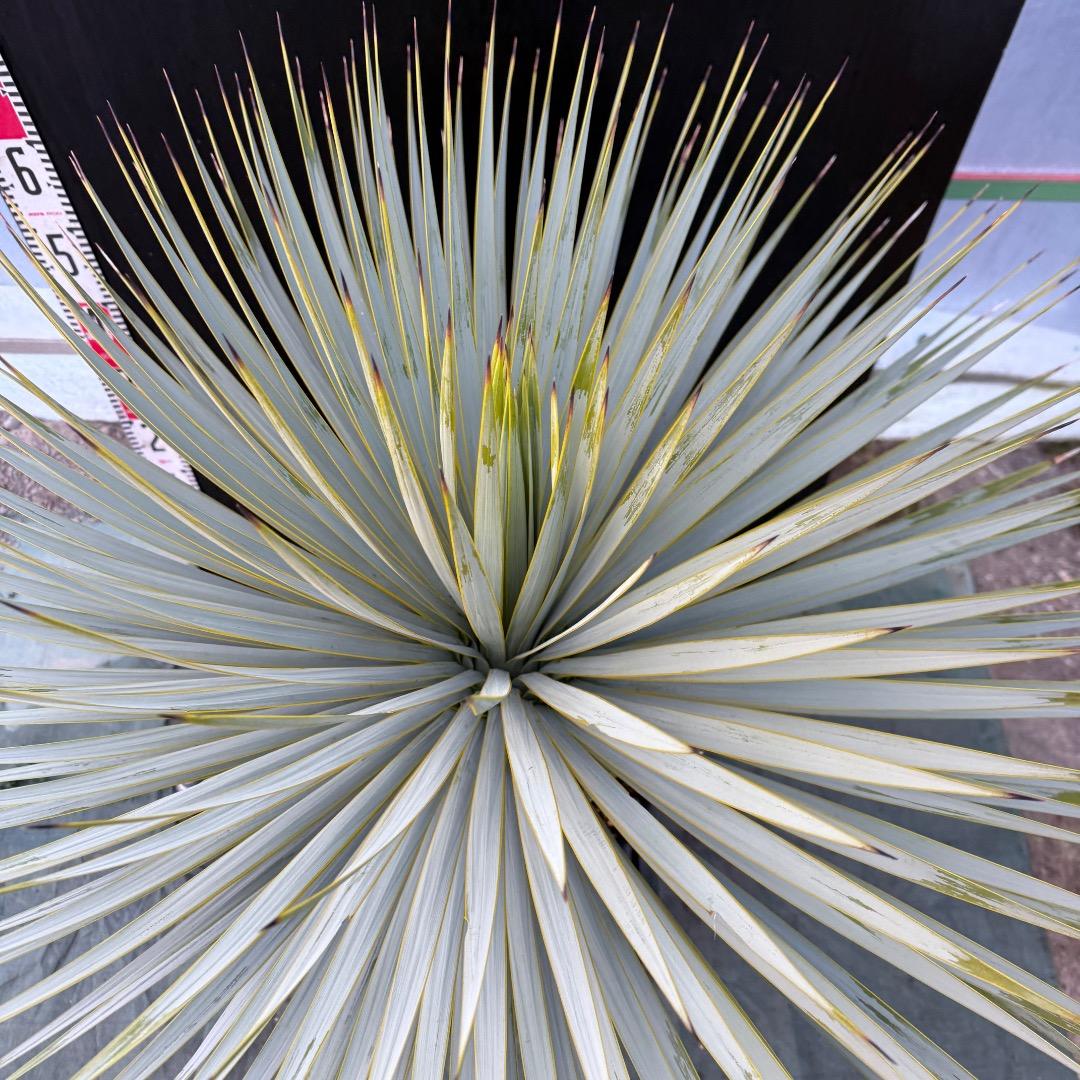 M*n様 【AL1099】ユッカ　ロストラータ　超美形