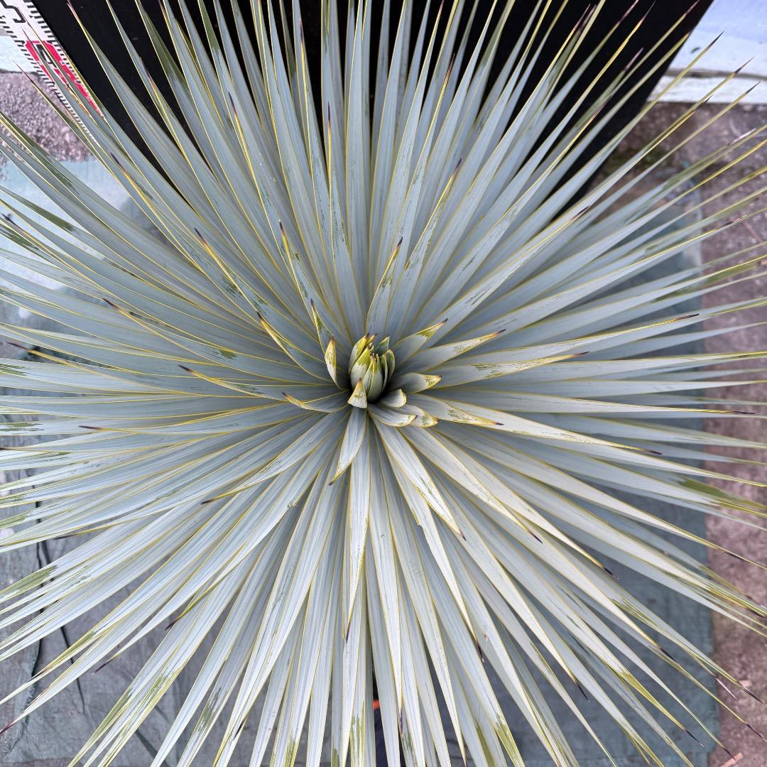 M*n様 【AL1099】ユッカ　ロストラータ　超美形