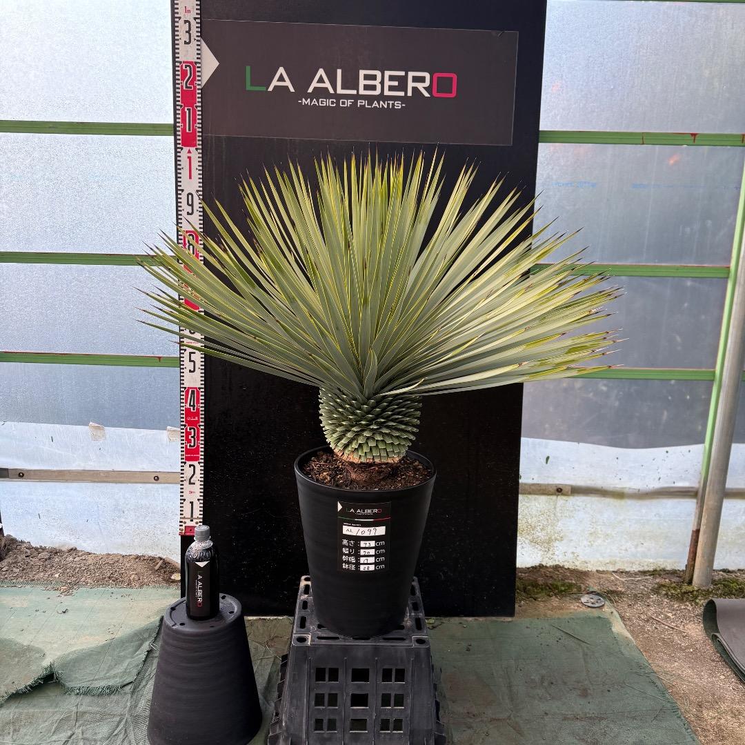 M*n様 【AL1099】ユッカ　ロストラータ　超美形