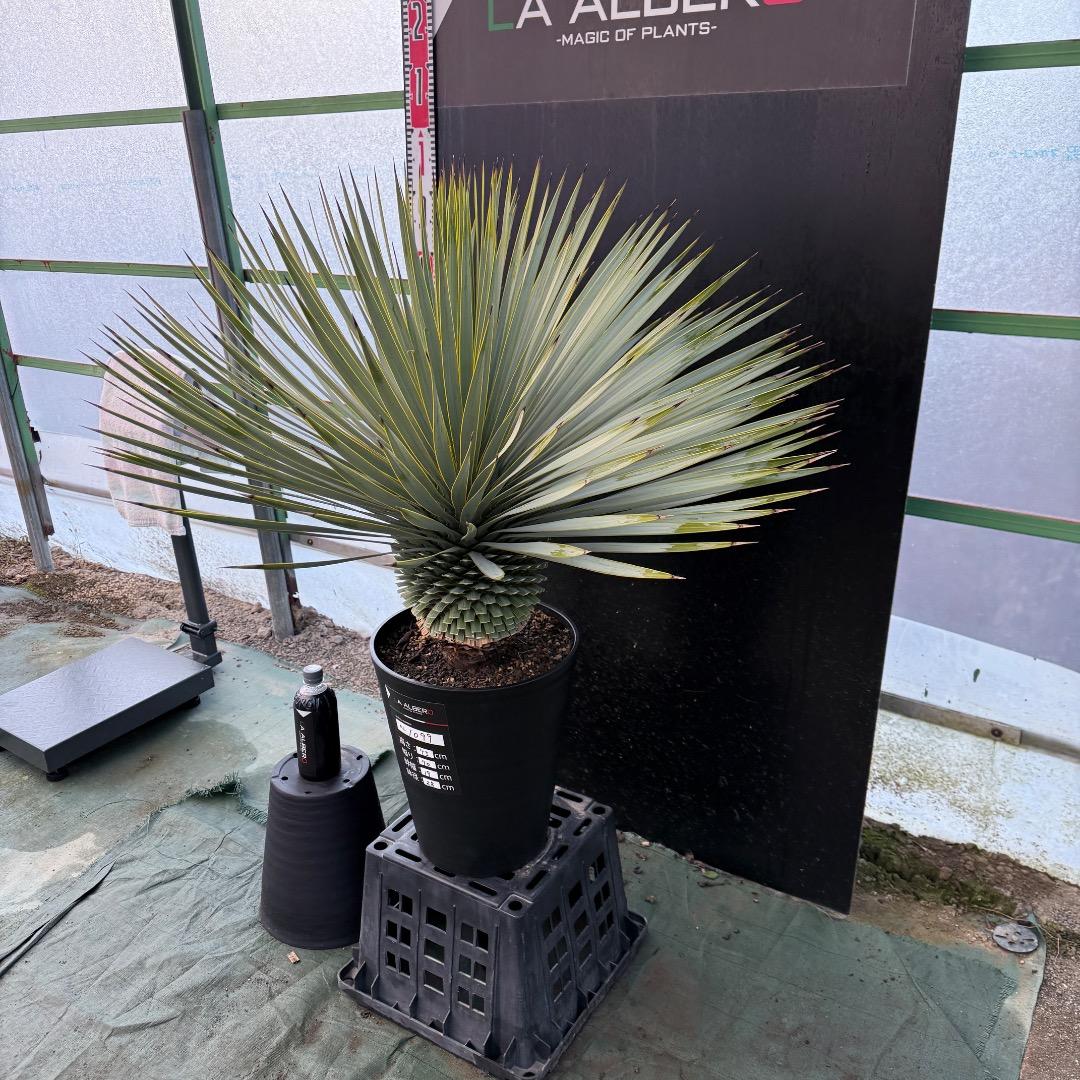 M*n様 【AL1099】ユッカ　ロストラータ　超美形