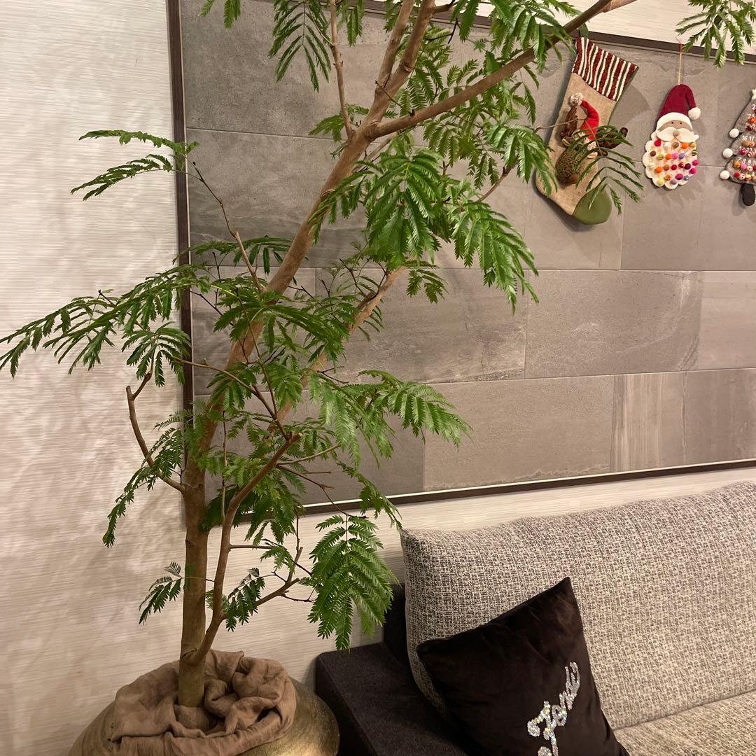 エバーフレッシュ　特大サイズ　幹太　観葉植物　カッシーナ　アクタス