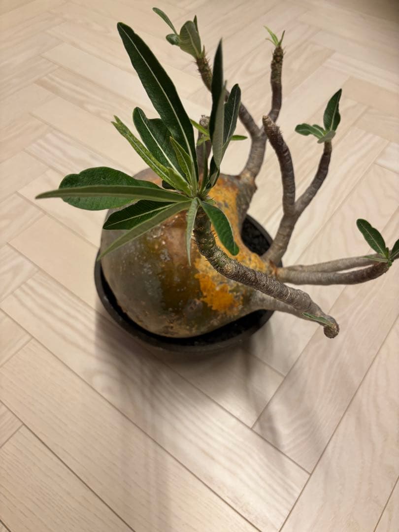 新春セール【グラキリス】塊根！大株 良型 まん丸 - メルカリ