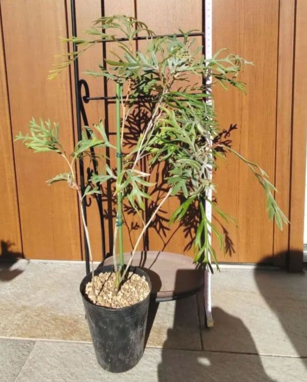 グレビレア ドーンパープル☆オージープランツ☆株立ち☆シンボル