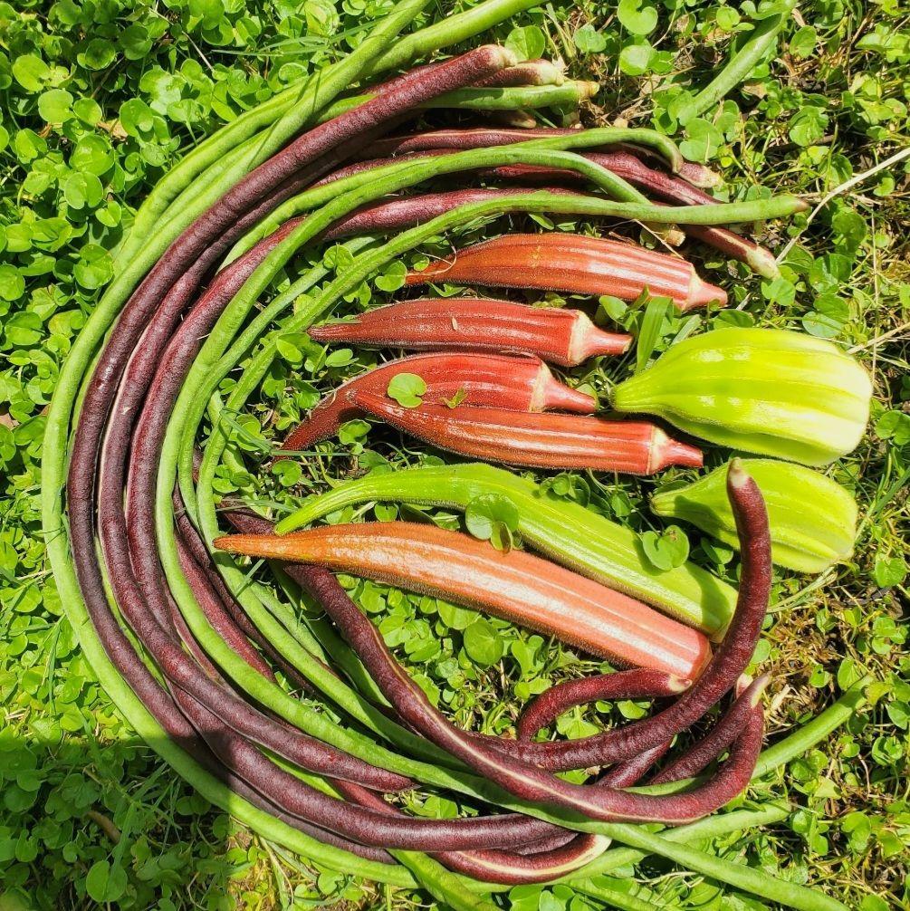 カリボスキャベツの種(固定種・Kalibos cabbage)