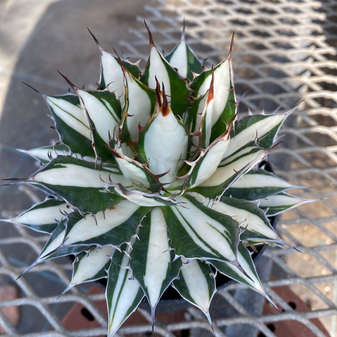 アガベ ホリダ白中斑入 極上4