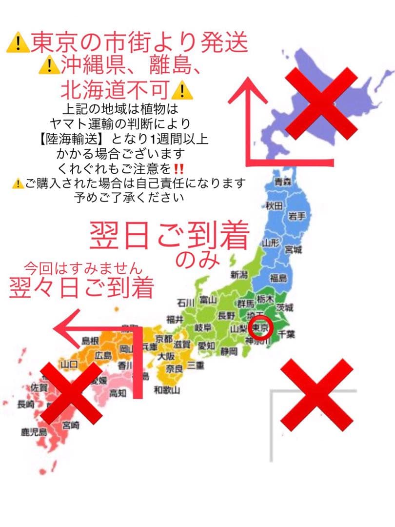 希少【天然野生のカンアオイ＊寒葵＊亀甲斑入り＊ちょこんと可愛いお花付き】山野草
