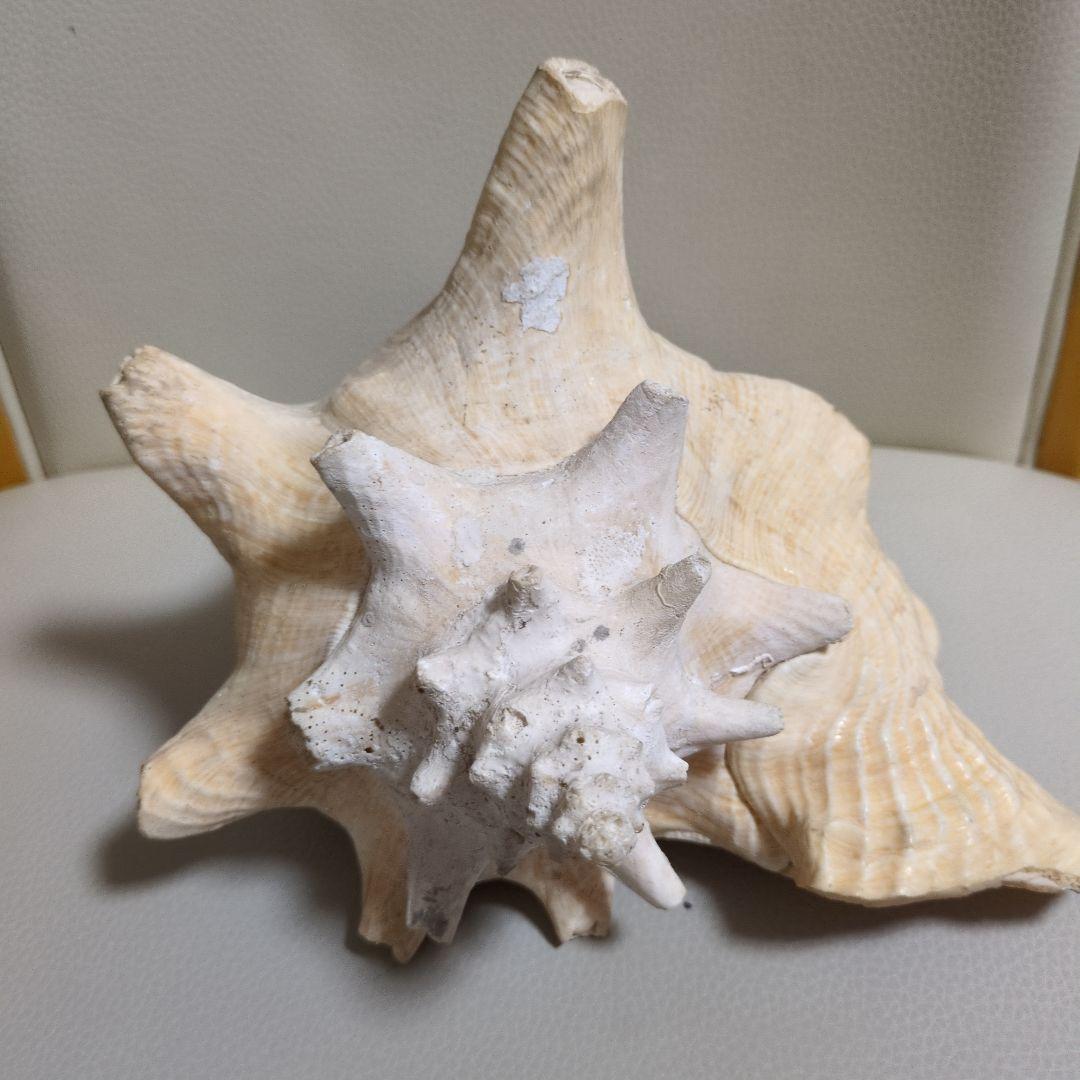 希少 コンク貝 コンクシェル ピンク貝 法螺貝