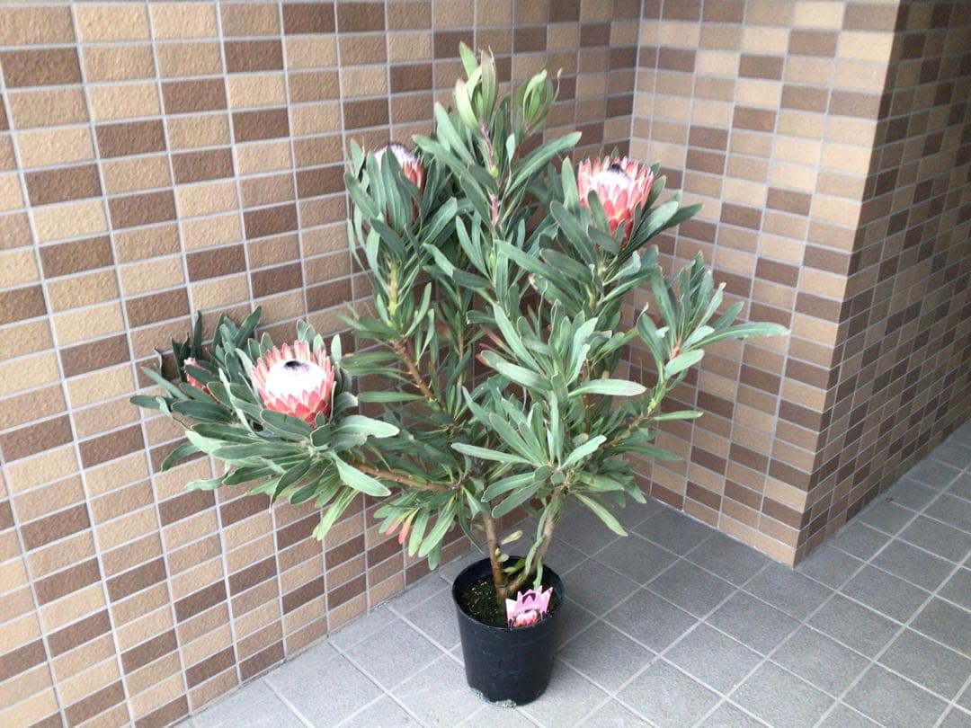 お値引きしました‼︎現品1点物の幹極太で花がたくさんのプロテア・ポッサムマジック