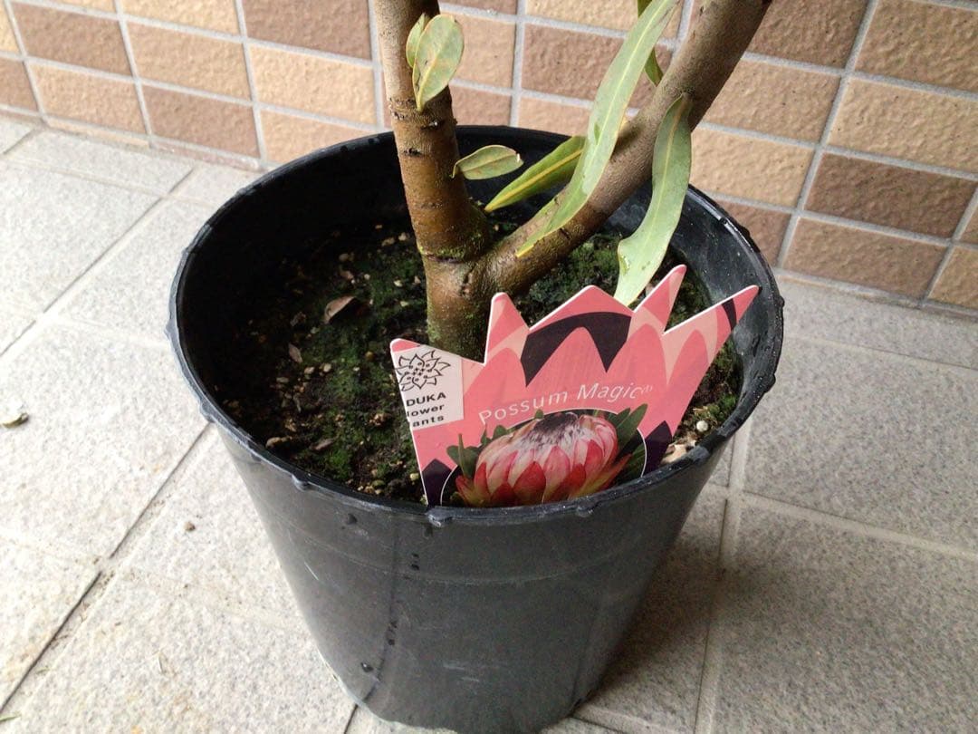 お値引きしました‼︎現品1点物の幹極太で花がたくさんのプロテア・ポッサムマジック