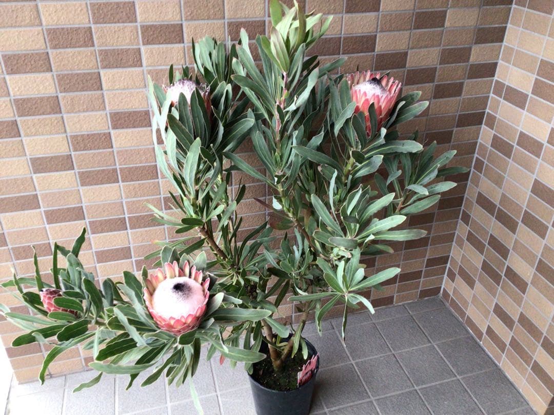 お値引きしました‼︎現品1点物の幹極太で花がたくさんのプロテア・ポッサムマジック