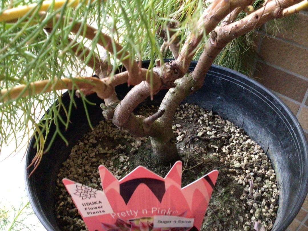 お値引きしました‼︎現品1点物の幹極太で花がたくさんのプロテア・ポッサムマジック