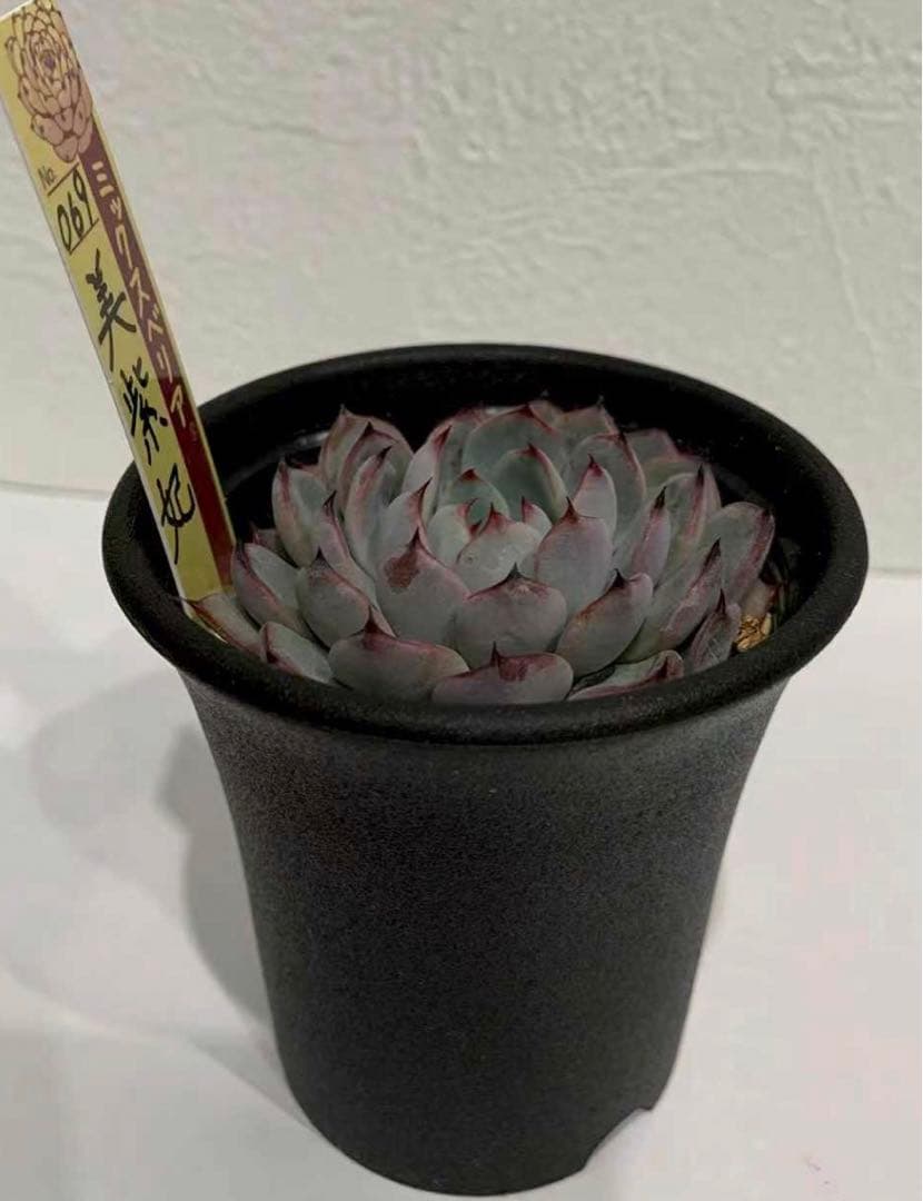 おらいさん苗　069美紫妃　札つき