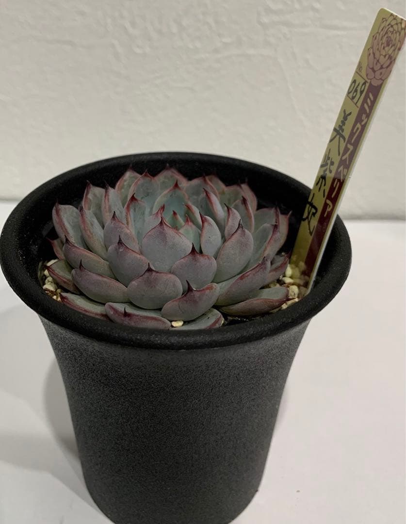 おらいさん苗　069美紫妃　札つき