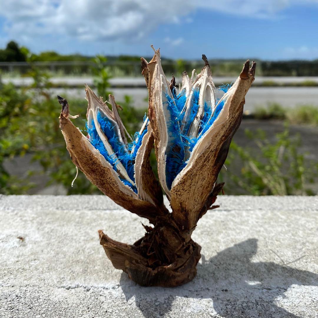 旅人の木② タビビトノキ 宮古島 - メルカリ
