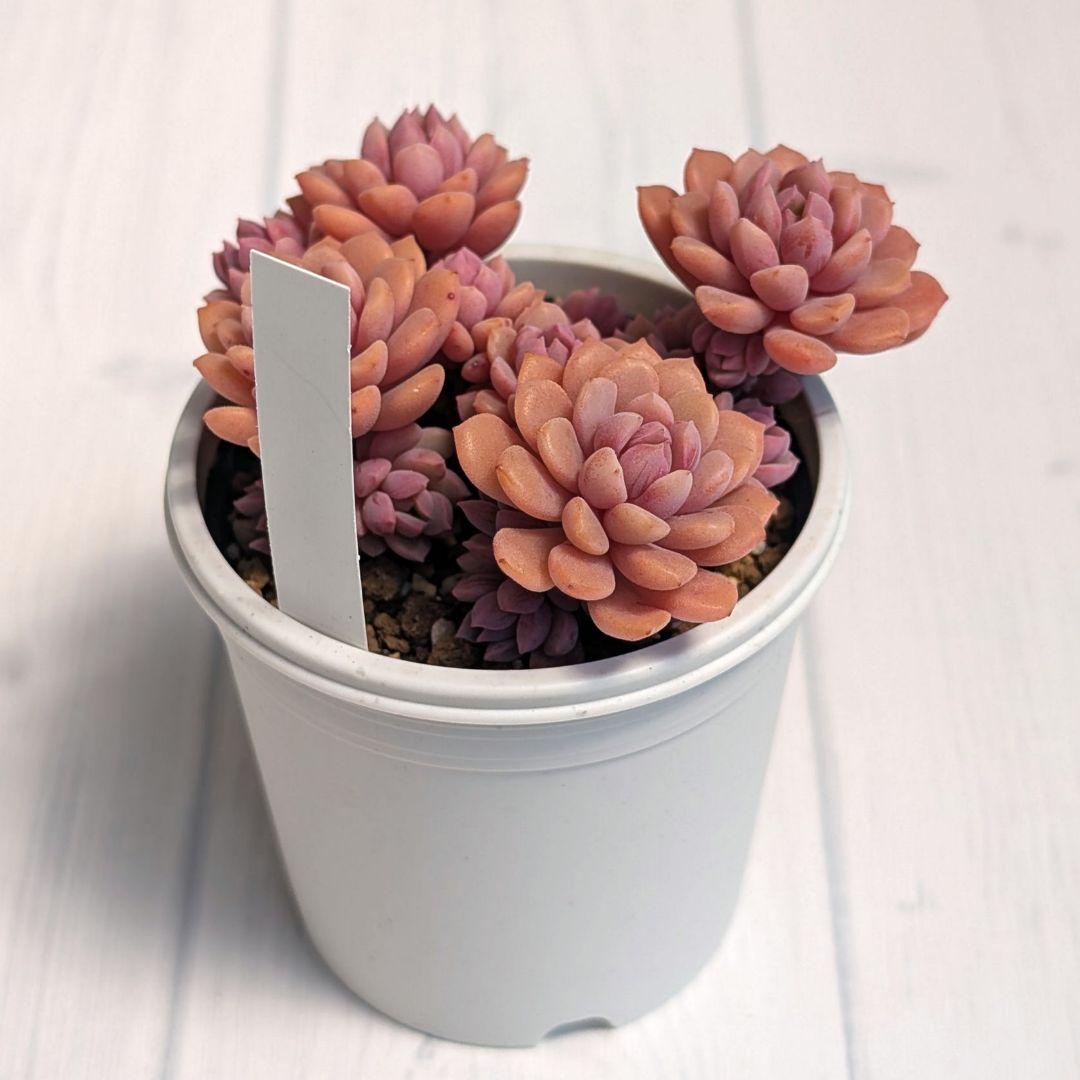 m*m様 【札付き】多肉植物 『リンダリンダ』 ぼのぼのさん苗 B＆B