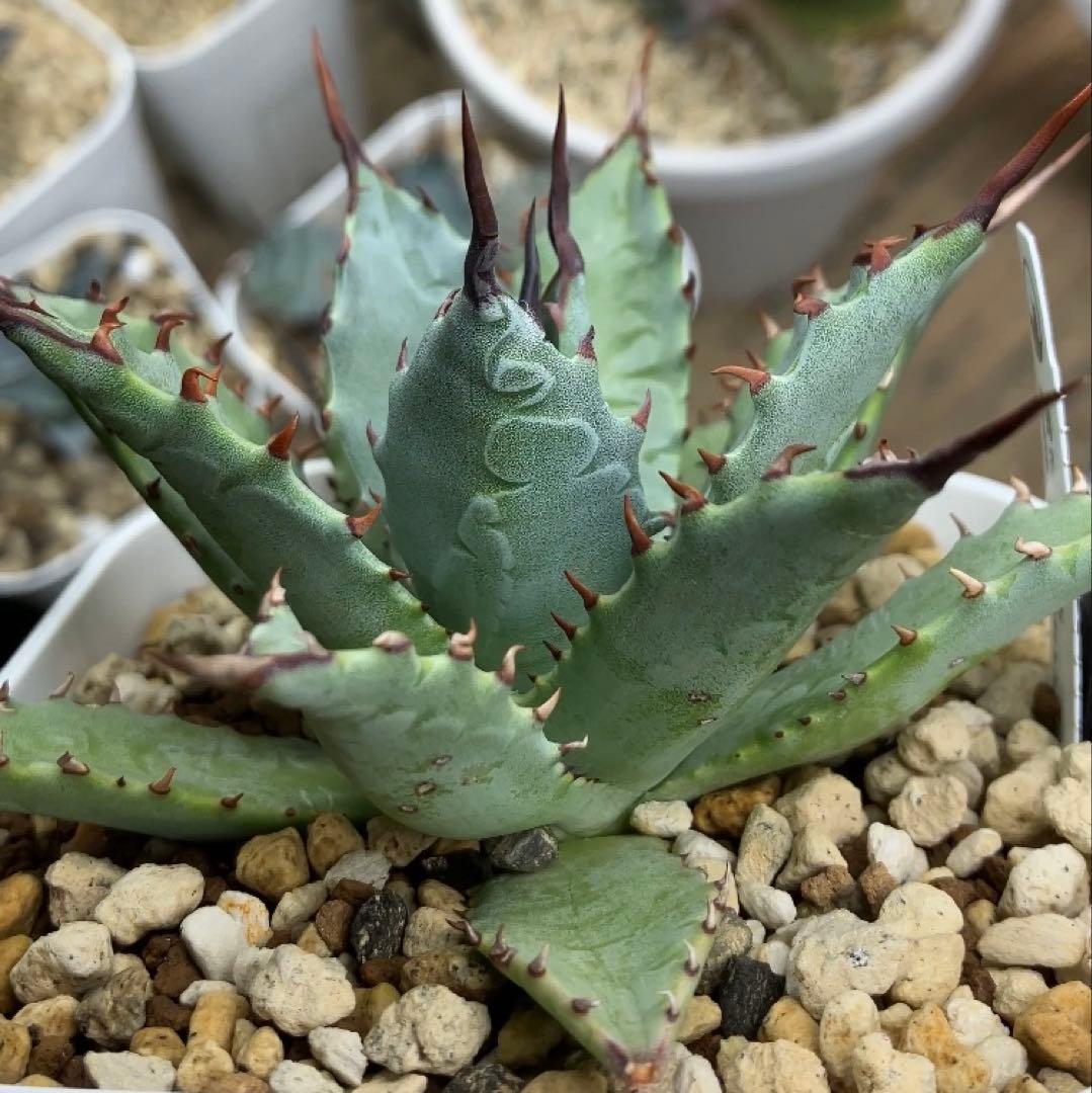 ハイブリッドアガベ 雷帝×妖炎、妖炎×武蔵厳龍