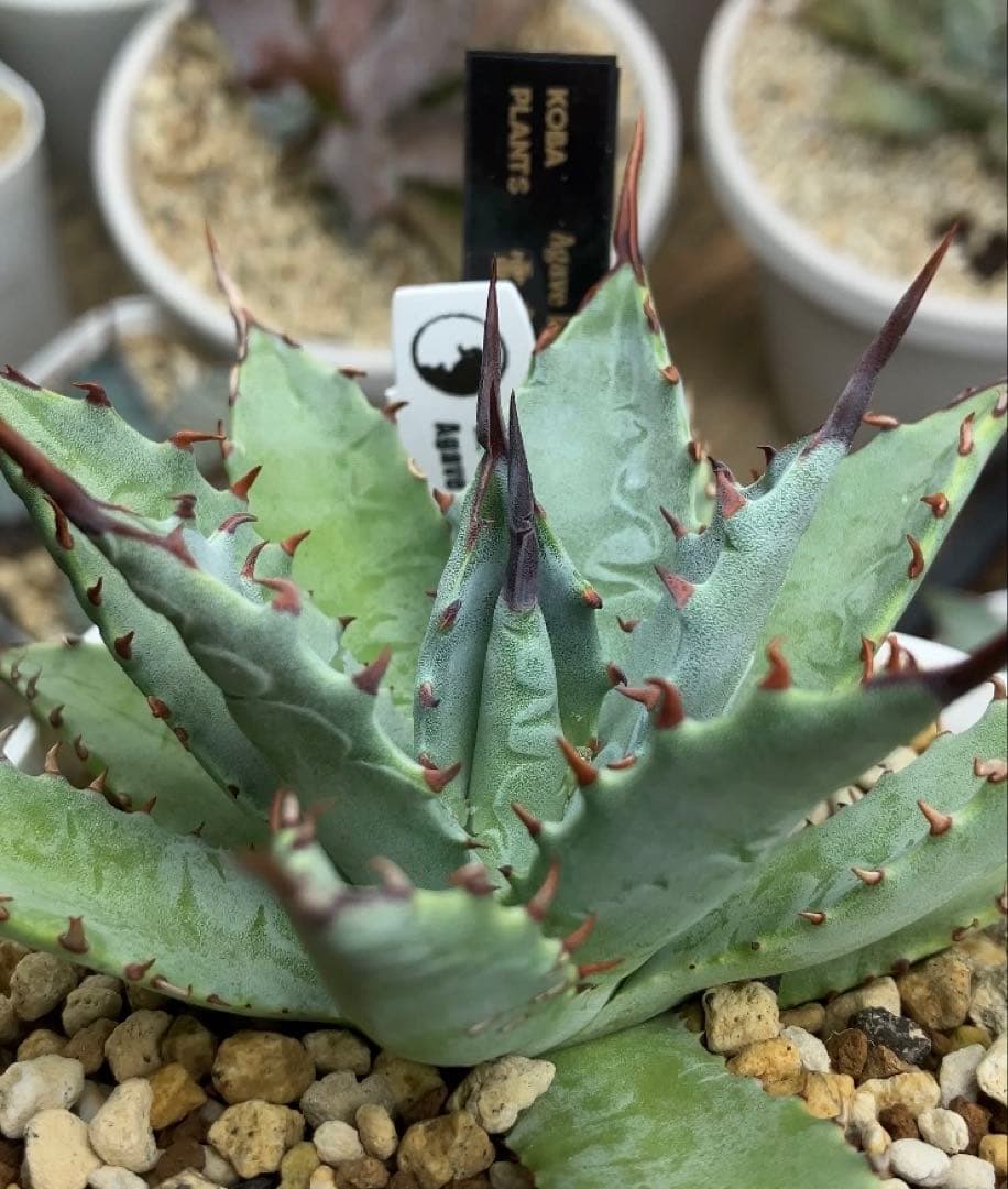 ハイブリッドアガベ 雷帝×妖炎、妖炎×武蔵厳龍