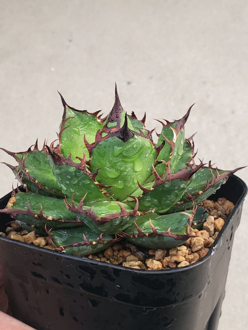 アガベ エボリ×ホリダ ハイブリッド エボリホリダ エボリスピナ ホリダ