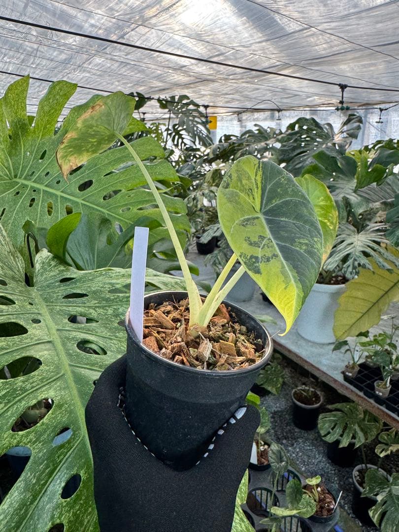 2 アロカシア　マハラニ　ゴールド　黄斑入り