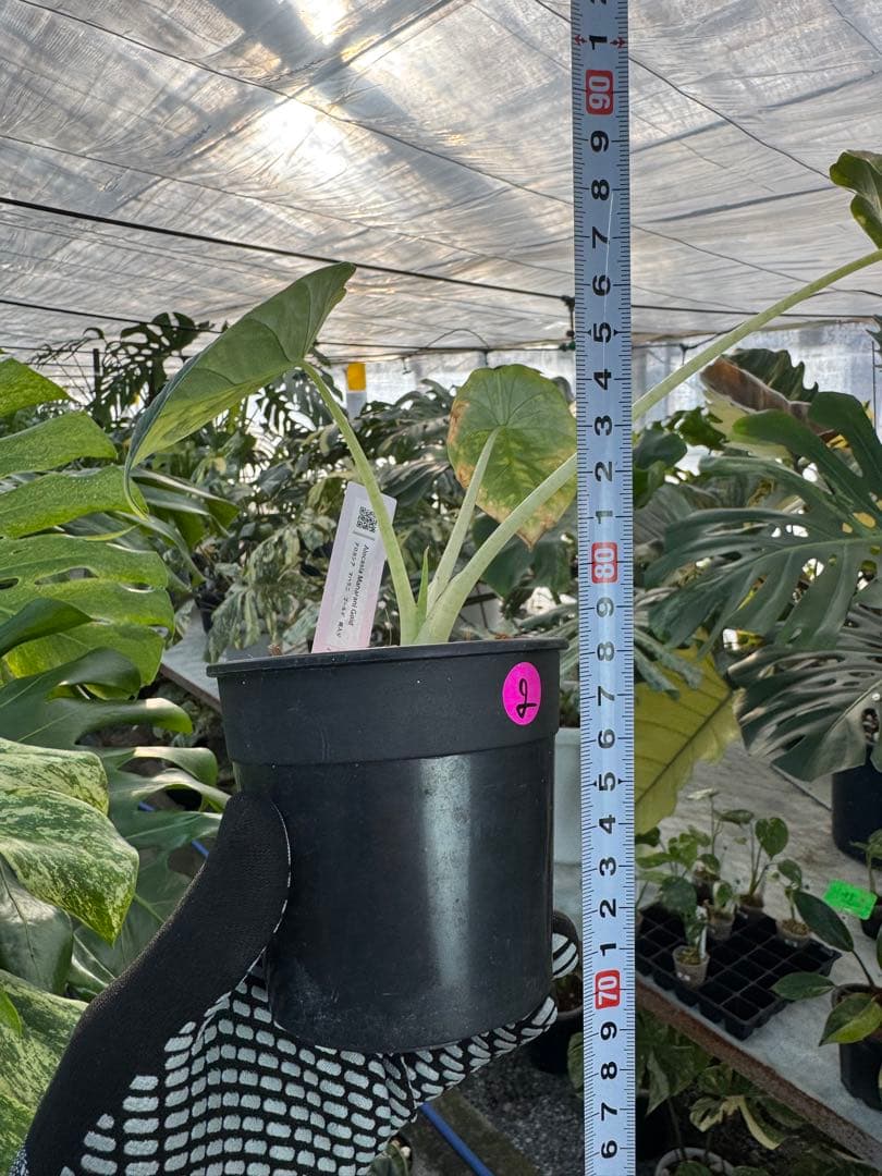 2 アロカシア　マハラニ　ゴールド　黄斑入り