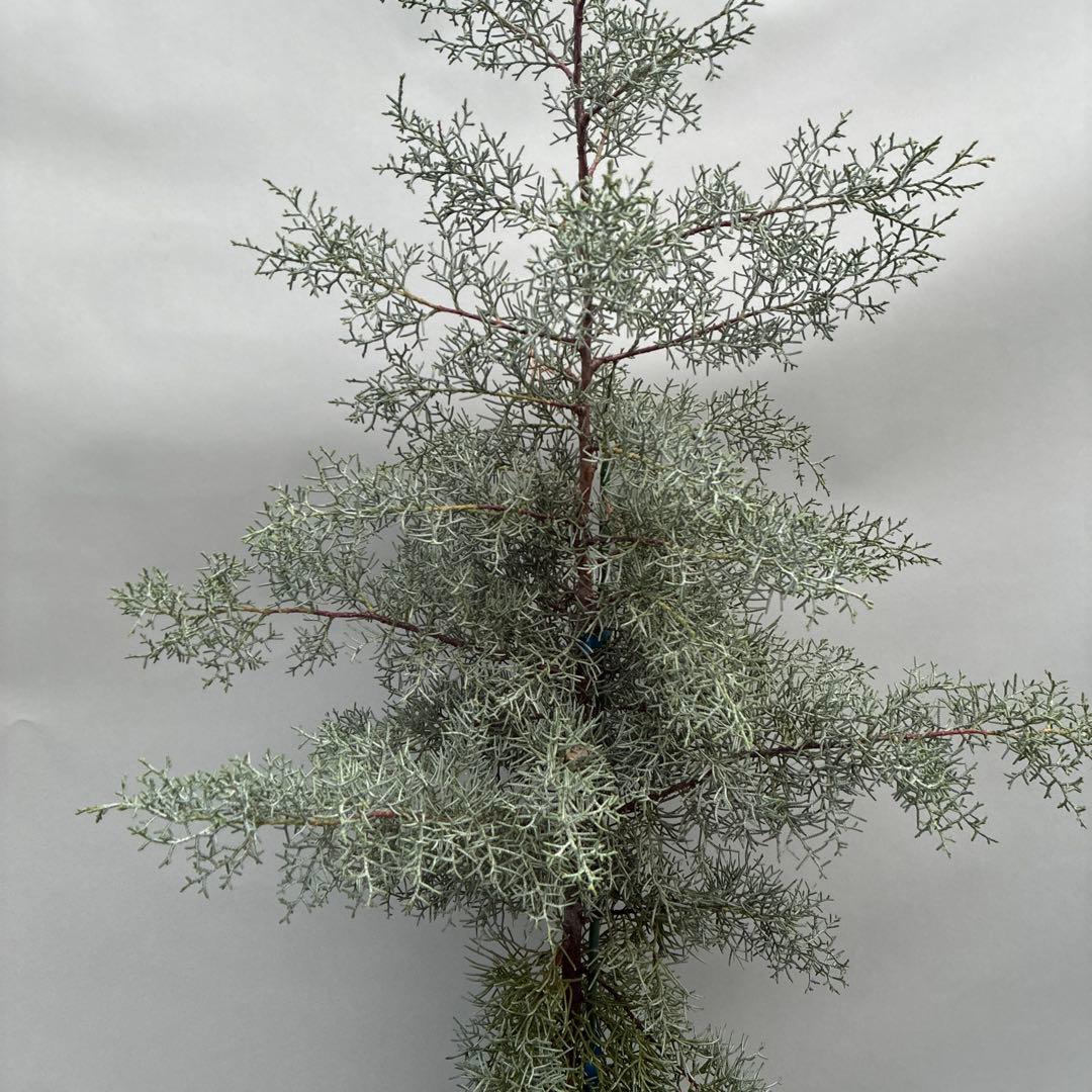 ブルーアイス　大型　苗