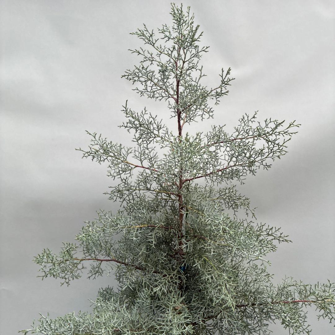 ブルーアイス　大型　苗