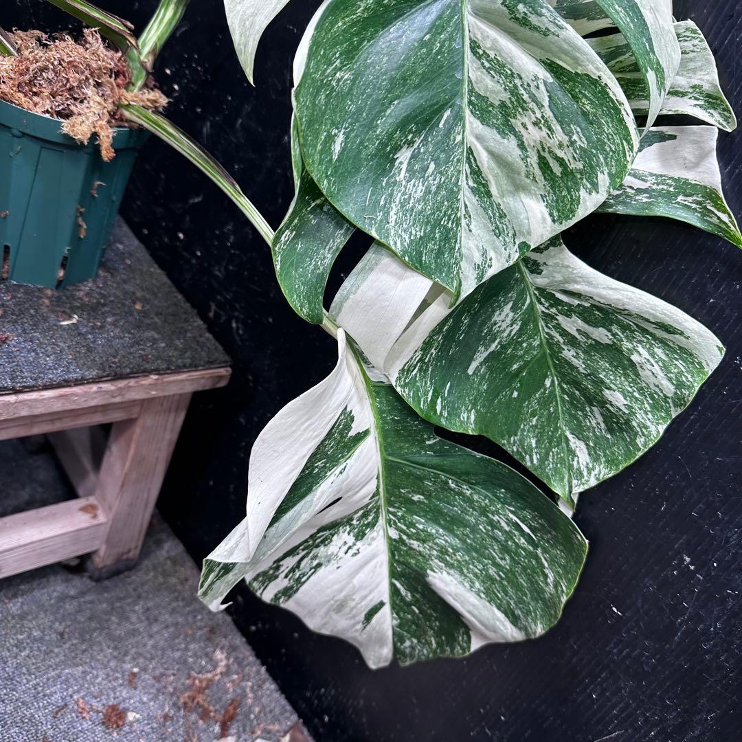 斑入りモンステラ ホワイトタイガー極美大株75cm白斑多