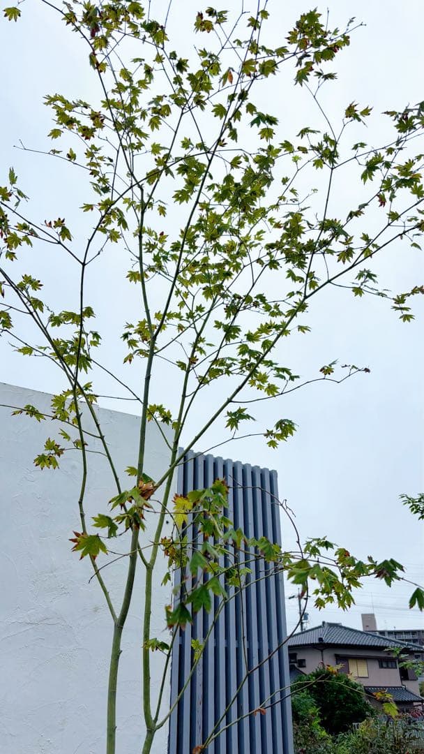 masuma 超逸品。山採りコハウチワカエデ3.5M(鉢底から)