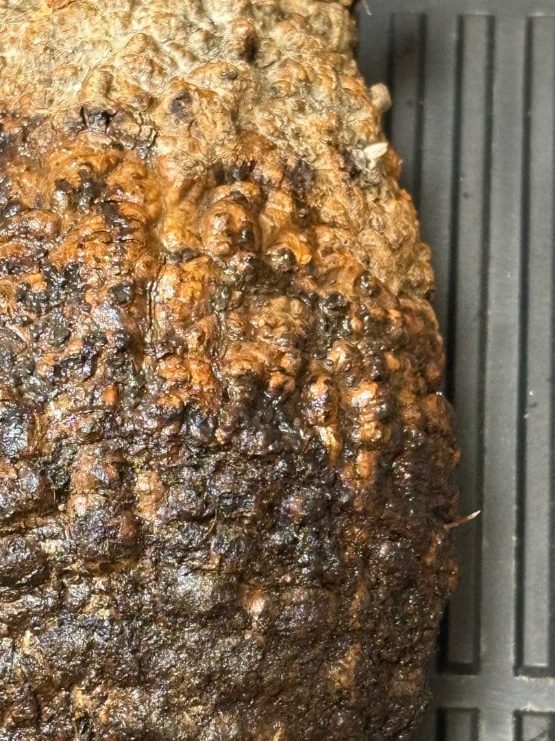 m*9様 オペルクリカリア パキプス ベアルート 現地発根株