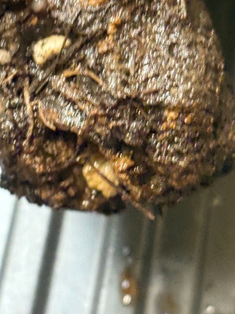 m*9様 オペルクリカリア パキプス ベアルート 現地発根株