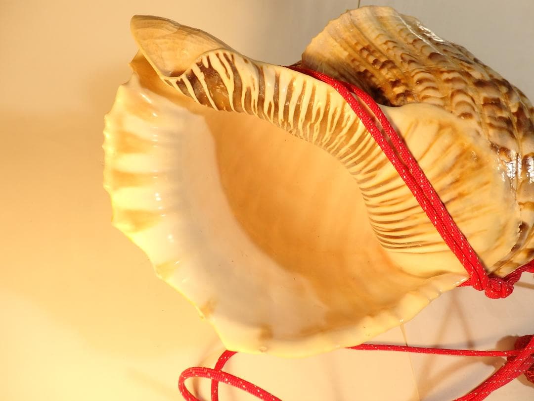 法螺貝 約41.5㎝ 木製歌口,赤紐付　新品　 MH-449