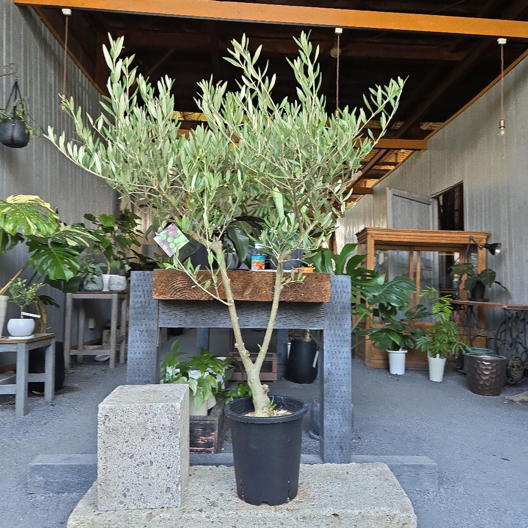 みぃみ様⑤　オリーブの木souju　『ピクアル』　8号特大苗木最高等級極上品‼️