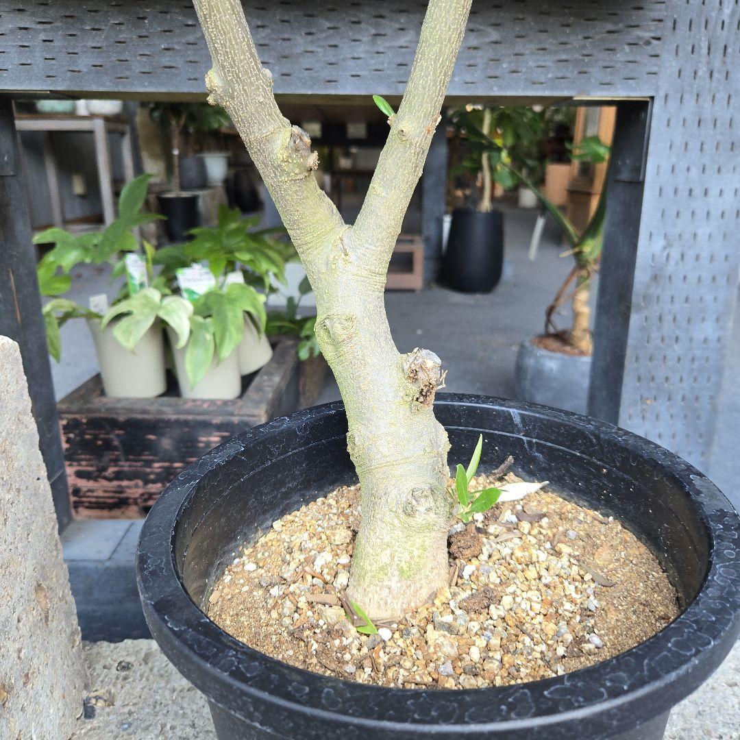 みぃみ様⑤　オリーブの木souju　『ピクアル』　8号特大苗木最高等級極上品‼️