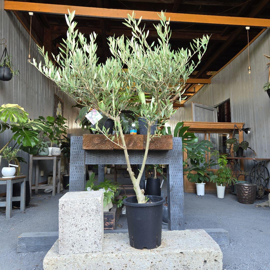 みぃみ様⑤　オリーブの木souju　『ピクアル』　8号特大苗木最高等級極上品‼️